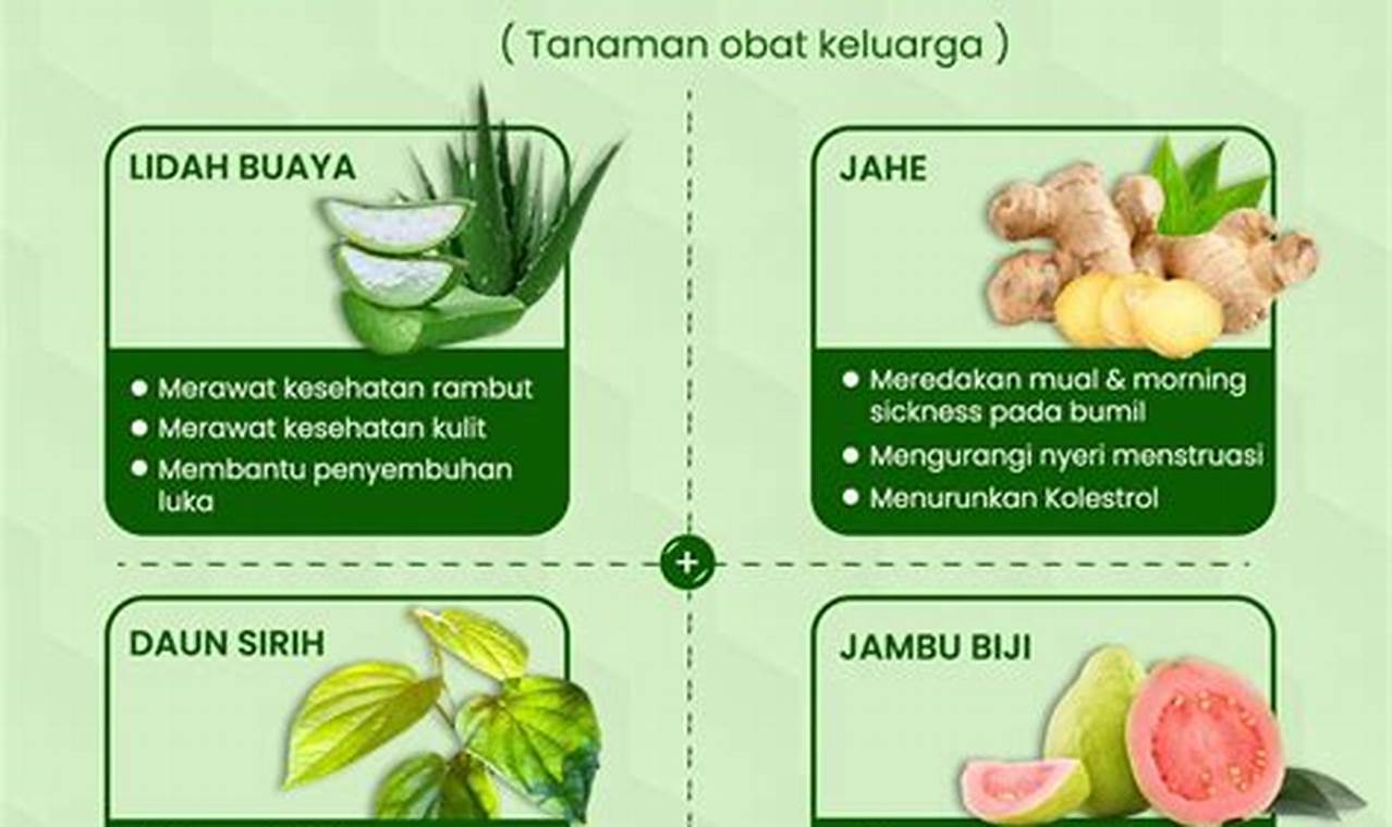 23 Contoh Tanaman TOGA dan Manfaatnya yang Perlu Anda Tahu