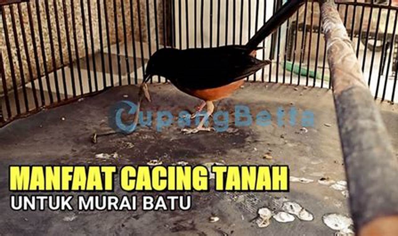 Temukan Manfaat Cacing untuk Murai yang Jarang Diketahui