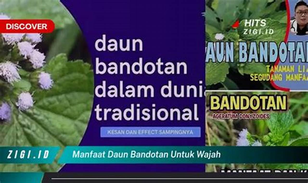 Temukan Khasiat Daun Bandotan untuk Wajah yang Jarang Diketahui