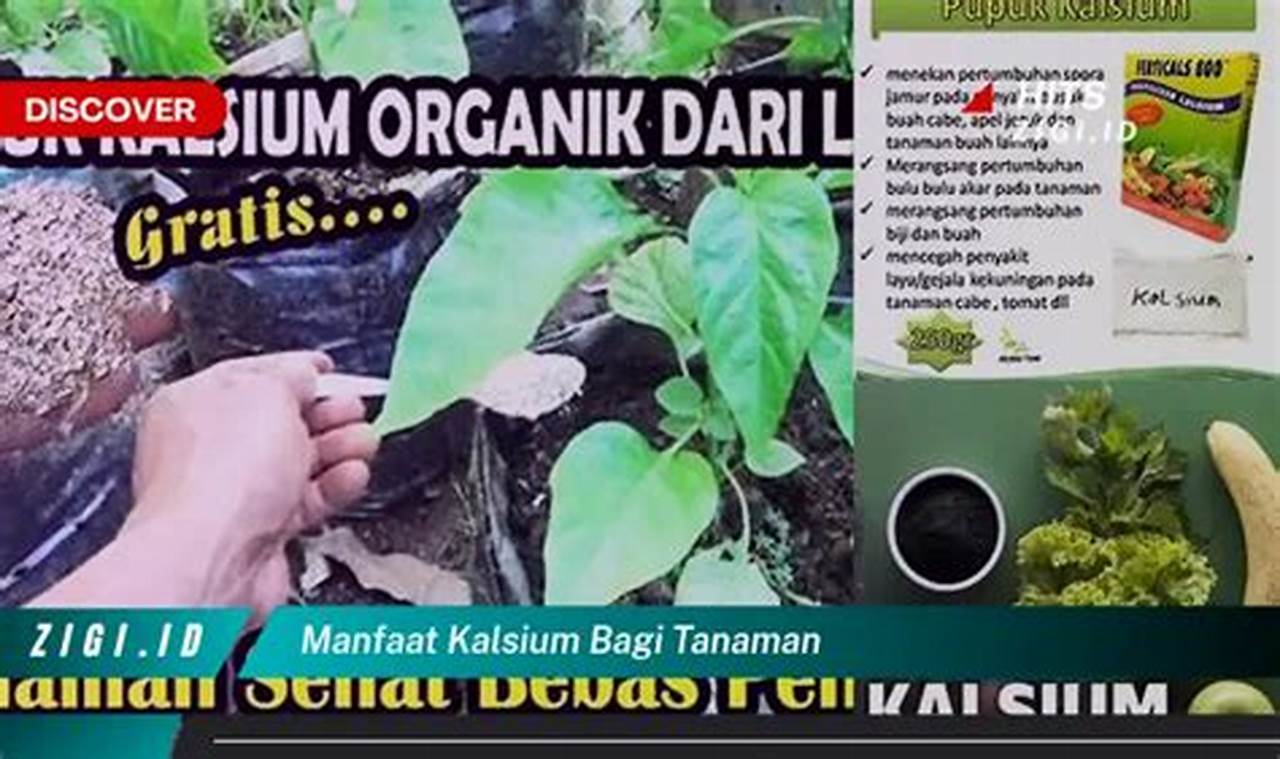 Temukan 5 Manfaat Kalsium bagi Tanaman yang Jarang Diketahui