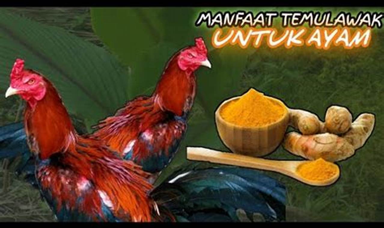 Temukan Manfaat Temulawak untuk Ayam Yang Jarang Diketahui