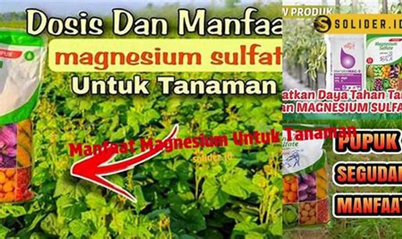 Temukan 7 Manfaat Magnesium untuk Tanaman yang Menarik