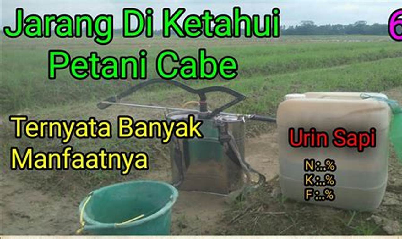 Temukan Manfaat Urin Sapi untuk Tanaman Cabai yang Jarang Diketahui, Wajib Tahu!