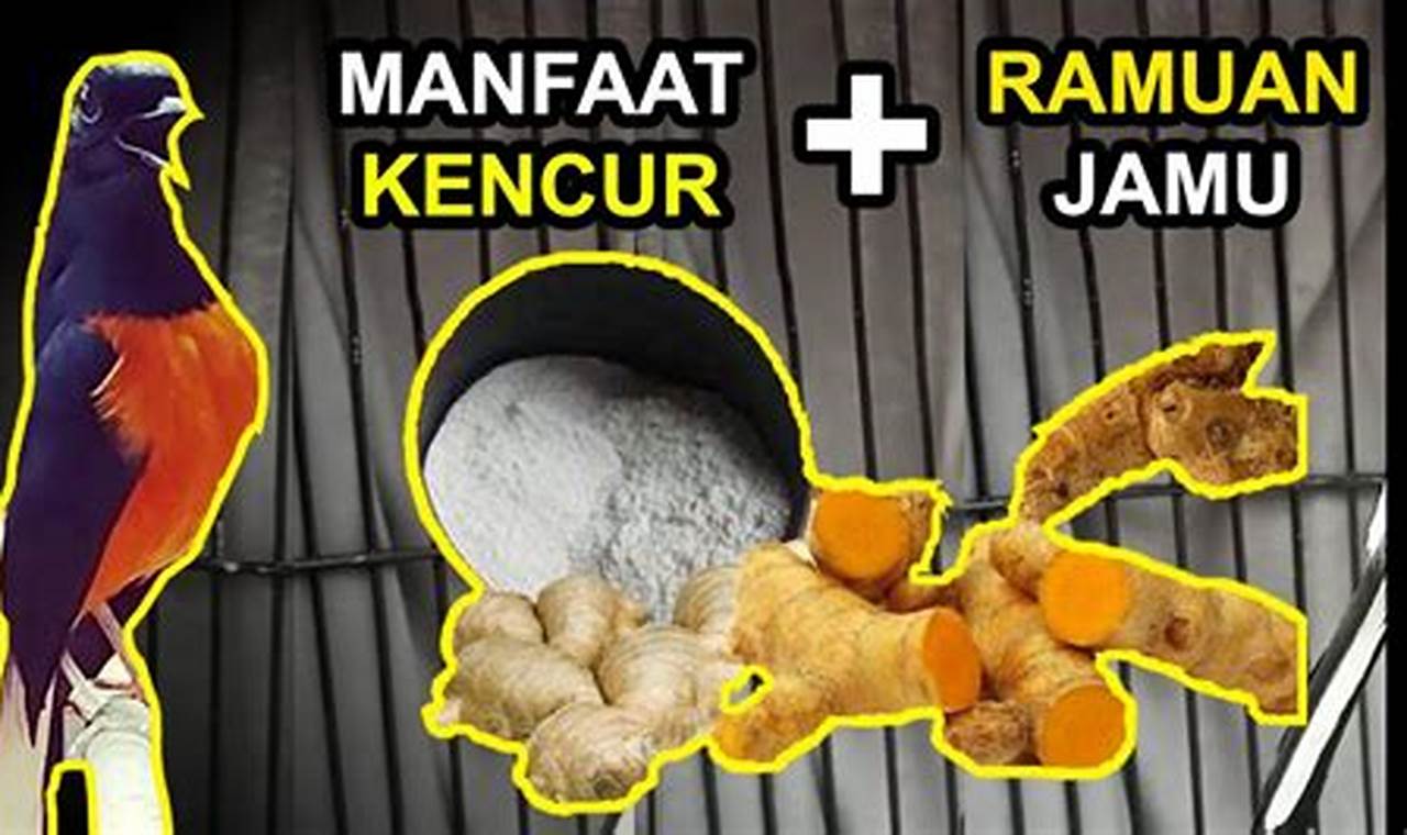 Ungkap Manfaat Kencur untuk Murai Batu yang Jarang Diketahui