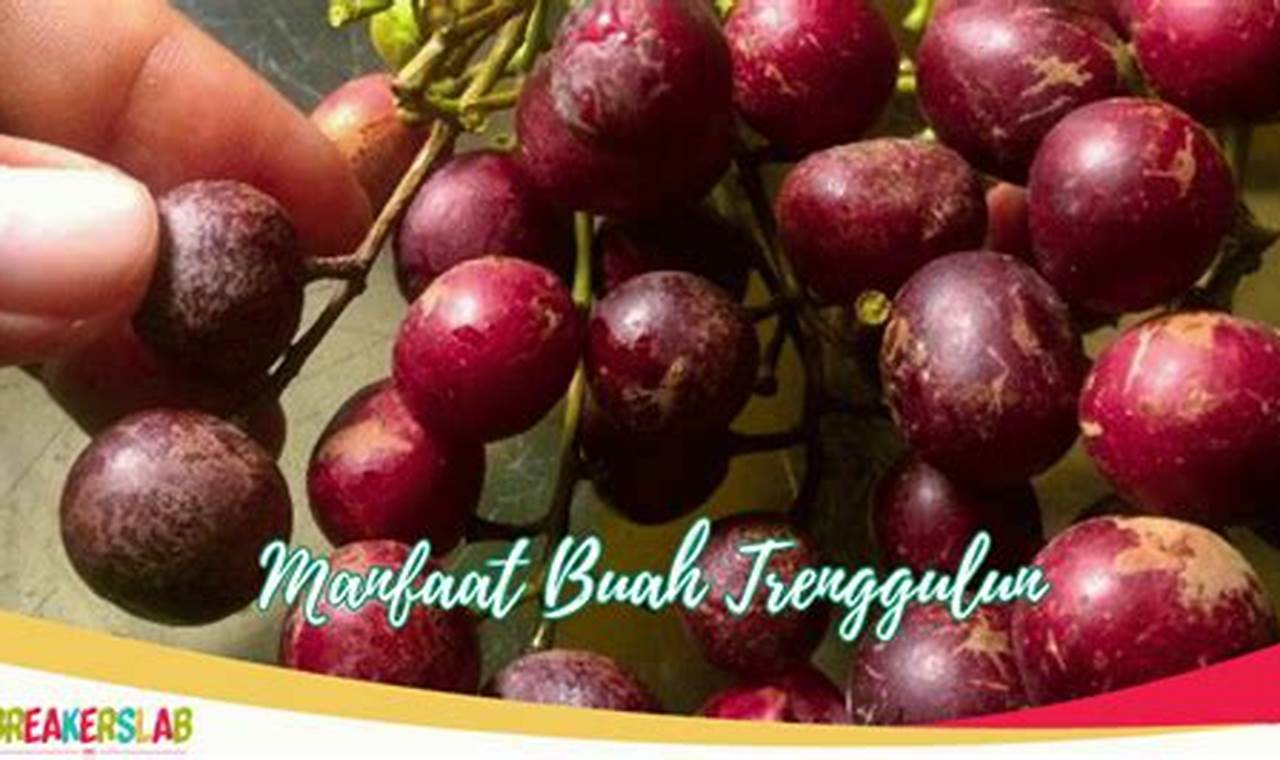 Temukan Manfaat Buah Trenggulun yang Jarang Diketahui