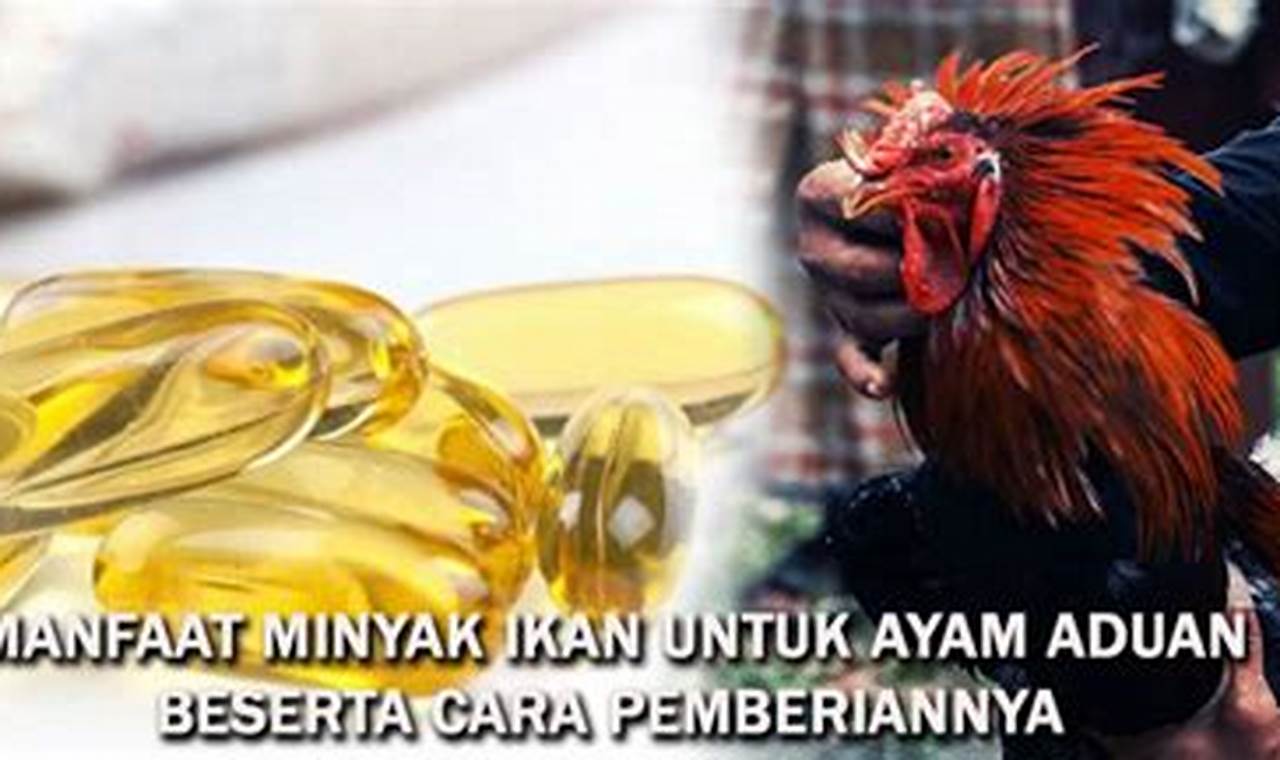 Ungkap 5 Manfaat Minyak Ikan untuk Ayam Aduan yang Jarang Diketahui