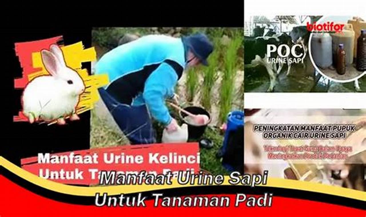 Temukan Manfaat Urine Sapi untuk Tanaman Padi, Belum Banyak yang Tahu!