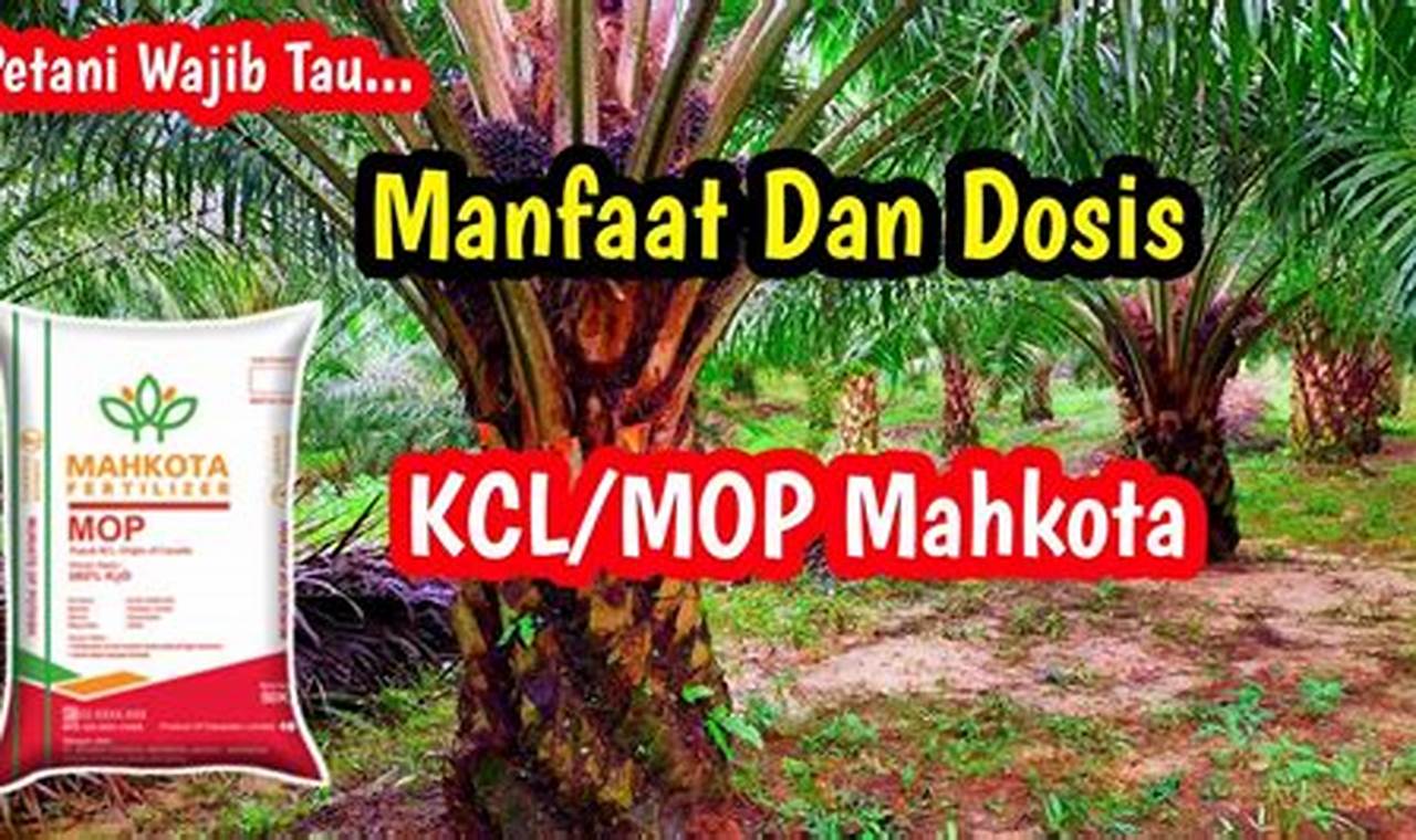 Ungkap Manfaat Pupuk MOP untuk Kelapa Sawit yang Jarang Diketahui