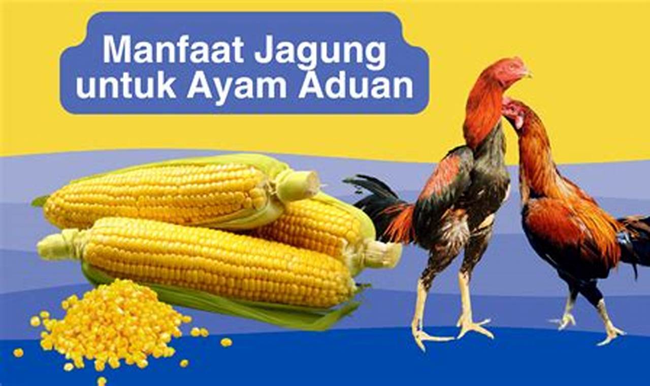 Temukan Manfaat Jagung untuk Ayam Aduan yang Menakjubkan