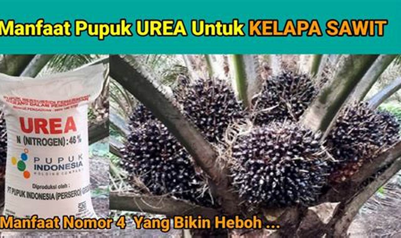 Ungkap Manfaat Urea yang Jarang Diketahui untuk Sawit, Harus Tahu!