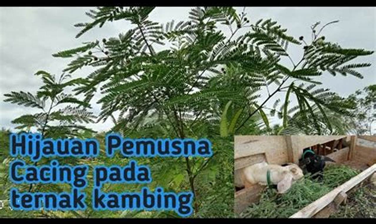 Manfaat Daun Lamtoro yang Jarang Diketahui untuk Ternak