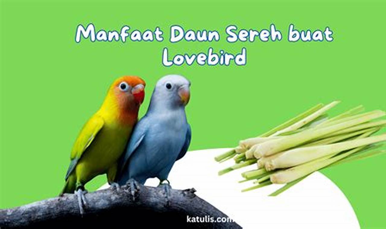 Temukan 5 Kegunaan Daun Sereh untuk Lovebird yang Menakjubkan