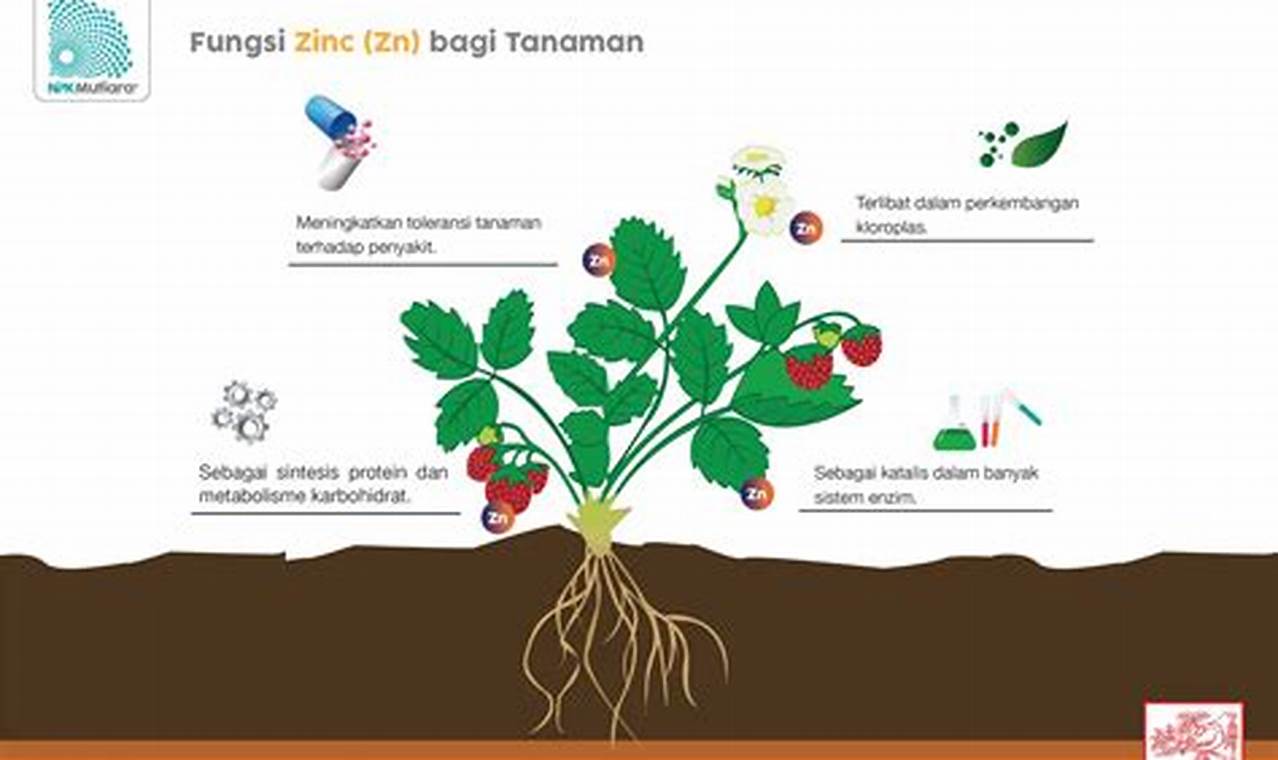 Ungkap Manfaat Zinc untuk Tanaman yang Jarang Orang Tahu